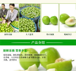 元謀鮮果香 蜜棗與大青棗，品味云南的陽光味道