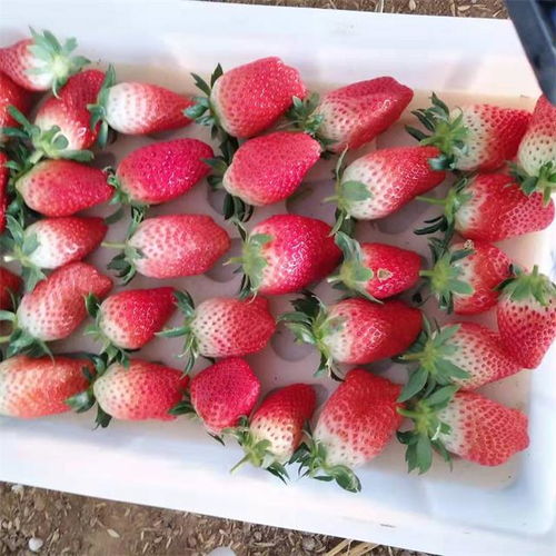 豐收時節“莓”好相約，濟南歷城三郭城草莓采摘正當時